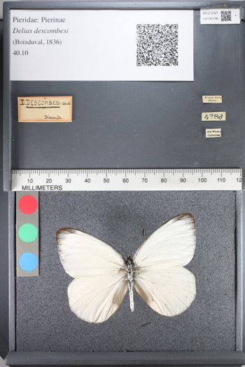 Media type: image;   Entomology 130196